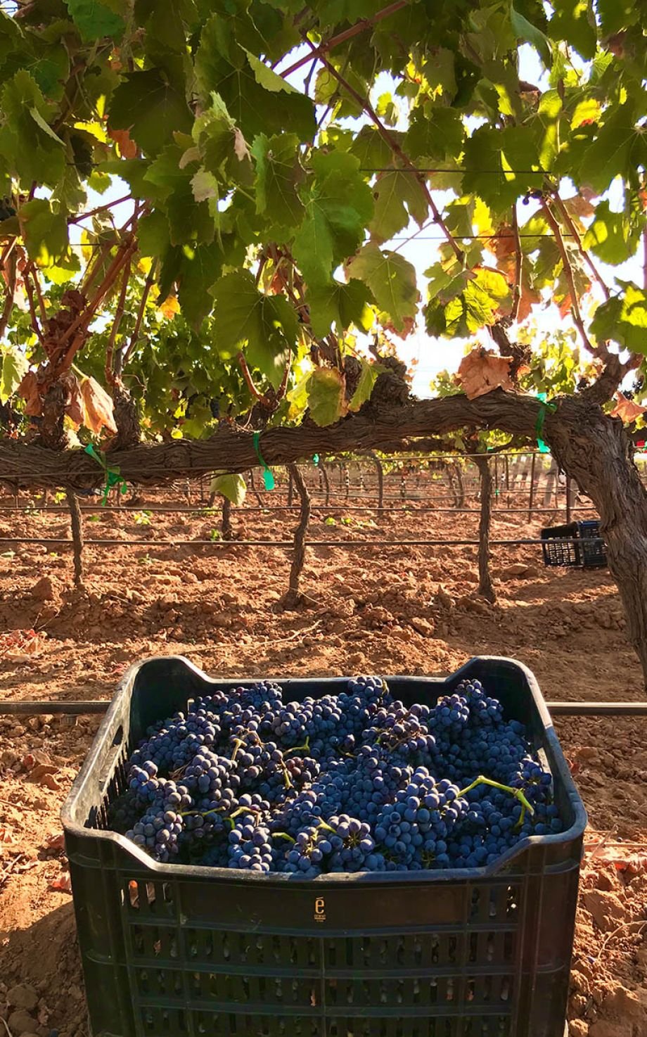 Viñedos Emevé Valle de Guadalupe Uva Cosecha