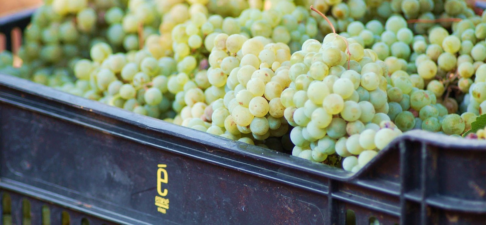 Viñedos Emevé Valle de Guadalupe